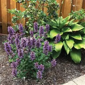 Agastache Poquito Dark Blue 1g